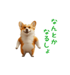 踊る！コーギー（個別スタンプ：23）