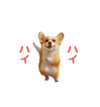踊る！コーギー（個別スタンプ：24）