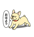 フレンチブルドッグ(クリーム)（個別スタンプ：1）