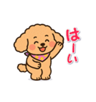 今日もトイプーさん（個別スタンプ：4）