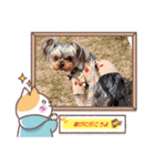 ヨーキー☆ひな2（個別スタンプ：5）