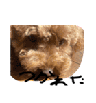 犬で作った（個別スタンプ：3）