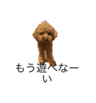 犬で作った（個別スタンプ：19）