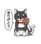 柴犬(黒色)（個別スタンプ：1）