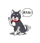 柴犬(黒色)（個別スタンプ：3）