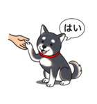 柴犬(黒色)（個別スタンプ：4）