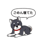 柴犬(黒色)（個別スタンプ：8）