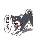 柴犬(黒色)（個別スタンプ：9）
