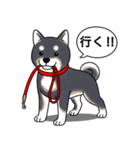 柴犬(黒色)（個別スタンプ：11）