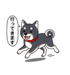 柴犬(黒色)（個別スタンプ：12）