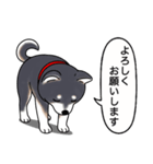 柴犬(黒色)（個別スタンプ：14）