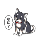 柴犬(黒色)（個別スタンプ：15）