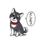 柴犬(黒色)（個別スタンプ：16）