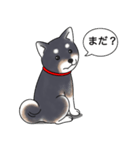 柴犬(黒色)（個別スタンプ：17）