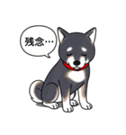 柴犬(黒色)（個別スタンプ：19）
