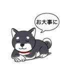 柴犬(黒色)（個別スタンプ：22）