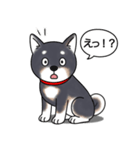 柴犬(黒色)（個別スタンプ：23）