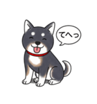 柴犬(黒色)（個別スタンプ：24）