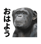 チンパンジーの日常スタンプ（個別スタンプ：1）