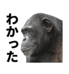 チンパンジーの日常スタンプ（個別スタンプ：8）