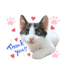 2025 ねこねこねここ（個別スタンプ：1）