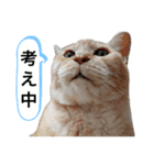 2025 ねこねこねここ（個別スタンプ：3）