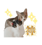 2025 ねこねこねここ（個別スタンプ：4）