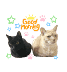 2025 ねこねこねここ（個別スタンプ：6）