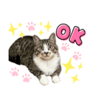 2025 ねこねこねここ（個別スタンプ：7）