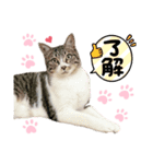 2025 ねこねこねここ（個別スタンプ：8）