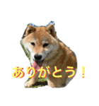ちーちゃんとこてつくん（個別スタンプ：15）