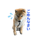 ちーちゃんとこてつくん（個別スタンプ：16）