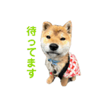 ちーちゃんとこてつくん（個別スタンプ：36）