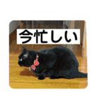 ちーちゃんとこてつくん（個別スタンプ：39）