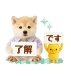 ラフな敬語の癒し豆しば（個別スタンプ：1）