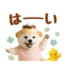 ラフな敬語の癒し豆しば（個別スタンプ：3）