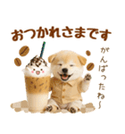 ラフな敬語の癒し豆しば（個別スタンプ：14）