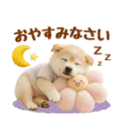ラフな敬語の癒し豆しば（個別スタンプ：16）