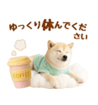 ラフな敬語の癒し豆しば（個別スタンプ：18）