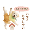 ラフな敬語の癒し豆しば（個別スタンプ：22）