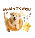 ラフな敬語の癒し豆しば（個別スタンプ：23）