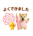 ラフな敬語の癒し豆しば（個別スタンプ：30）
