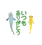 動くメダカ4（個別スタンプ：4）