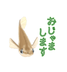 動くメダカ4（個別スタンプ：5）