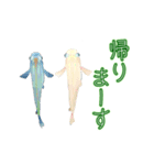 動くメダカ4（個別スタンプ：8）