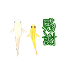 動くメダカ4（個別スタンプ：9）