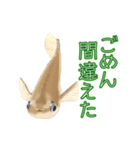 動くメダカ4（個別スタンプ：11）