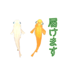 動くメダカ4（個別スタンプ：12）