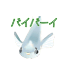 動くメダカ4（個別スタンプ：13）