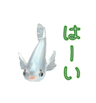 動くメダカ4（個別スタンプ：14）
